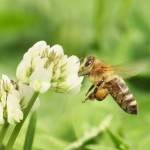 More than Honey – Das Sterben der Bienen (Dokumentation)