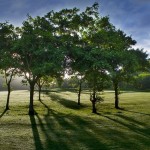 Ein sprechender Baum und sein Newsfeed