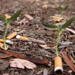 Biologisch abbaubare Zigarettenfilter