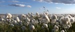 cotton-wool-organic-field