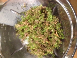  the_moss_in_the_blender