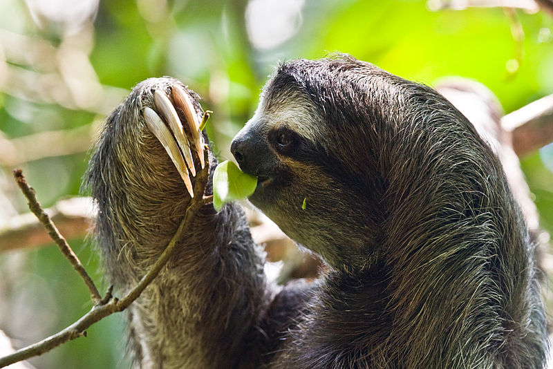 sloth-rainforest